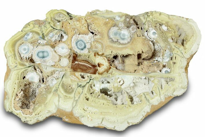 Polished Section of Clay Canyon Variscite - Old Collection Stock #314788